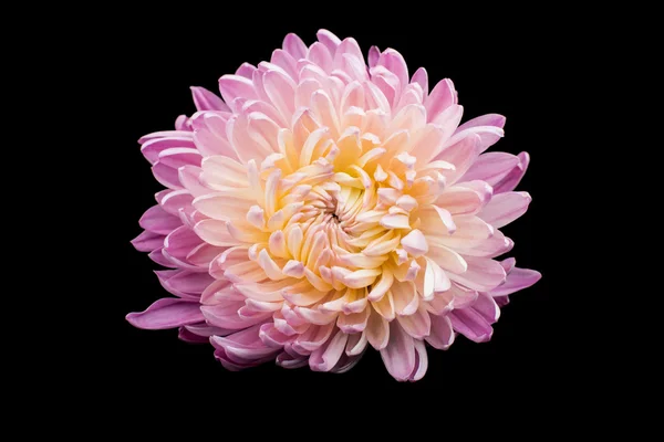 Beautiful chrysanthemum — Stock Photo, Image