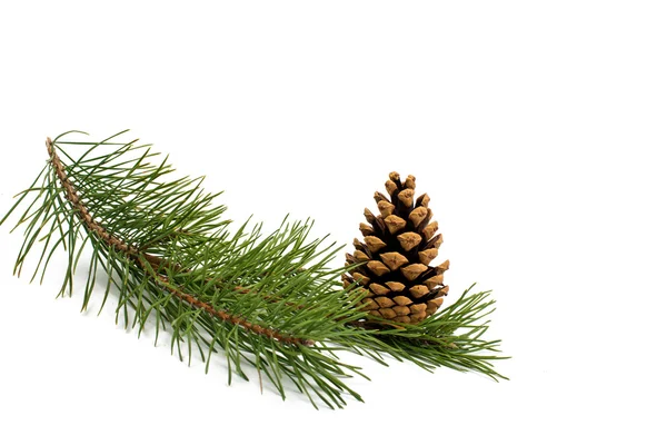 Pine branch with cones Stock Photo