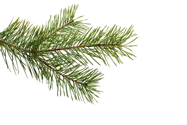 Pine branch — Stock Photo, Image