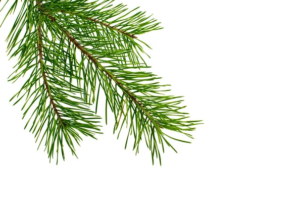 Pine gren Stockbild