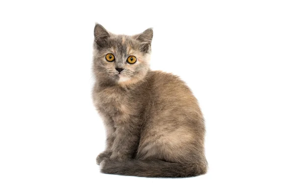 Серый котенок — стоковое фото