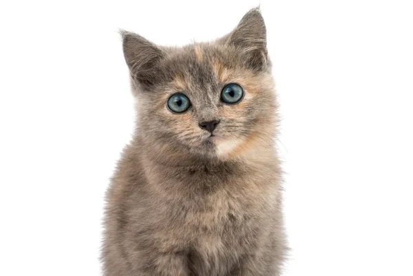 Grijze kitten — Stockfoto