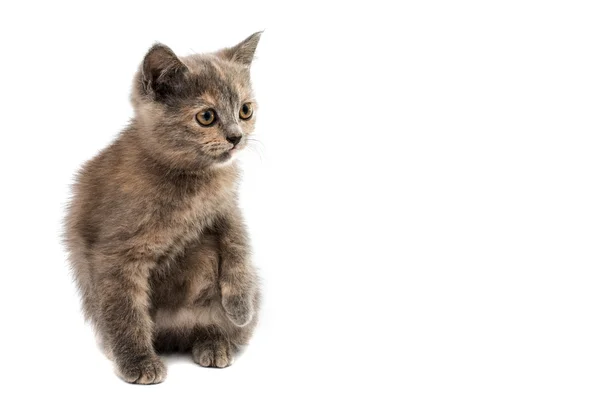 Grijze kitten — Stockfoto