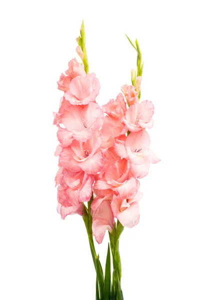 Pink gladiolus — Stock Photo, Image