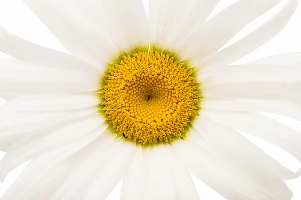 Chamomile flower — Stock Photo, Image