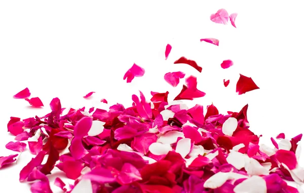 Rose petals — Stock Photo, Image