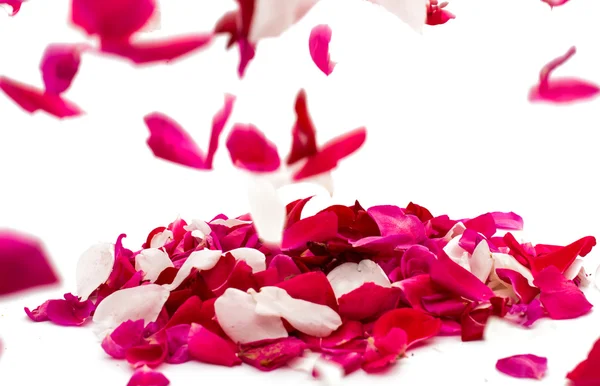 Rosenblätter — Stockfoto