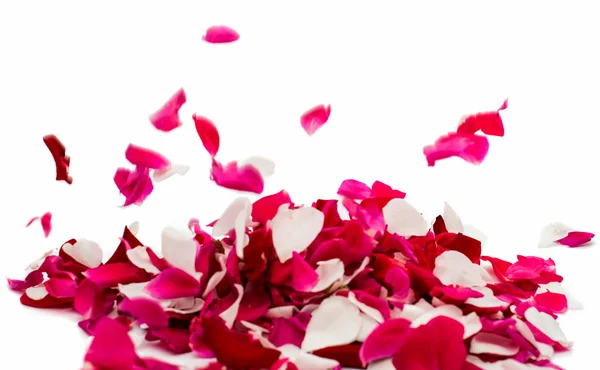 Rose petals — Stock Photo, Image