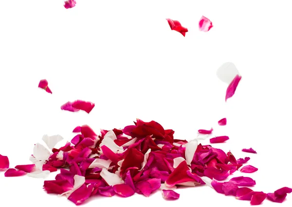 Rose petals — Stock Photo, Image