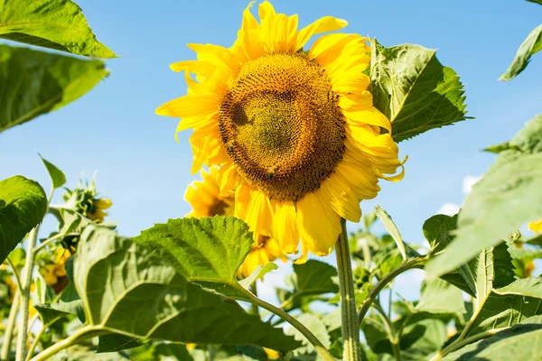 Sunflowers — Stock Photo, Image