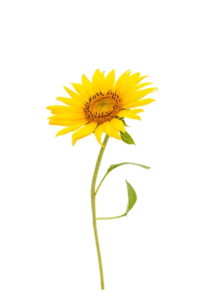 Sunflower flower — Stock Photo, Image