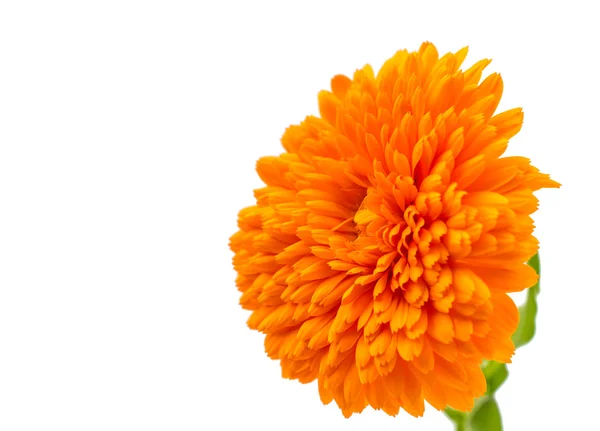 Marigold — Stock Photo, Image