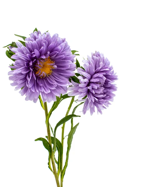 Asters — Stock Photo, Image