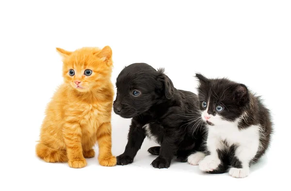 Little kittens — Stock Photo, Image