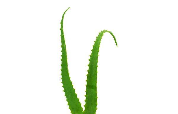 Foglia di aloe — Foto Stock