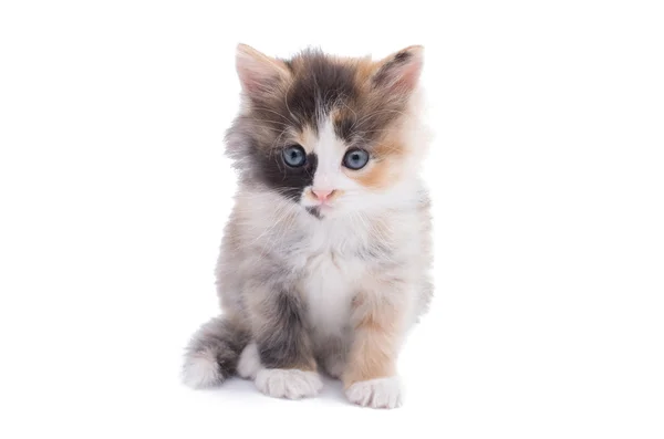 Pequeno gatinho — Fotografia de Stock