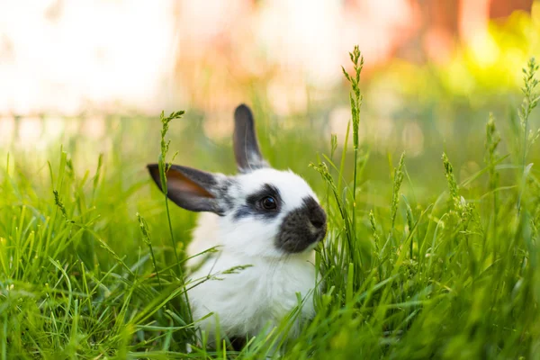 Kleine konijn — Stockfoto