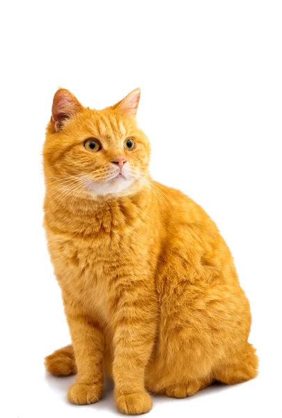 Gato rojo — Foto de Stock