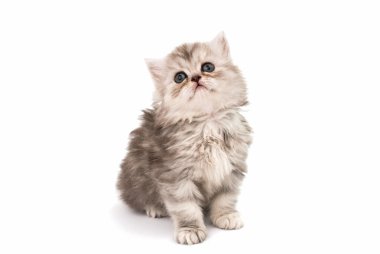 küçük tüylü kedi