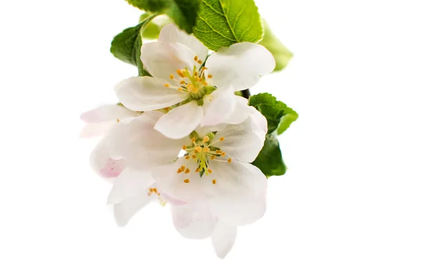 Apple blossom — Stockfoto