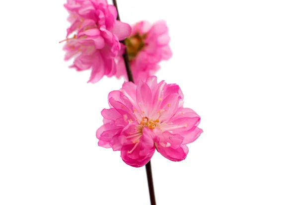 Körsbärsträdsblomma — Stockfoto