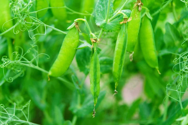 Erbsen — Stockfoto