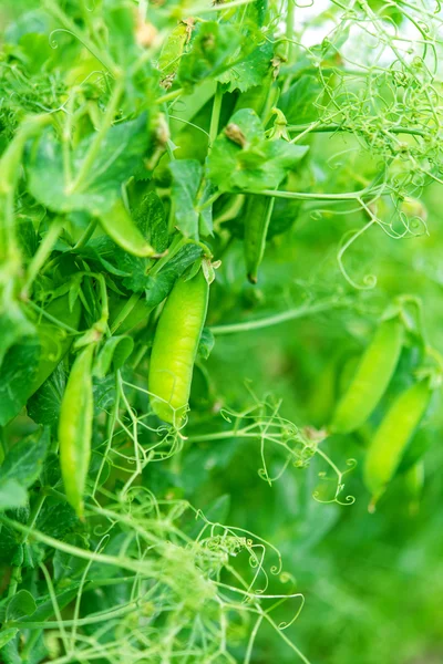 Guisantes — Foto de Stock