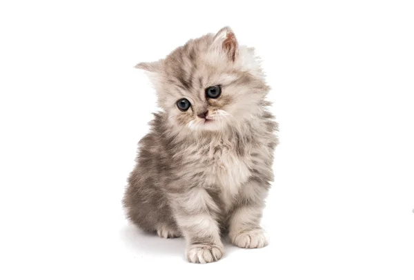 Little fluffy kitten — Stock Photo, Image