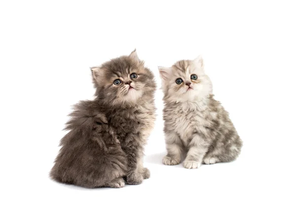Kleine flauschige Kätzchen — Stockfoto