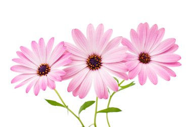 osteospermum papatya veya cape papatya çiçek çiçek 