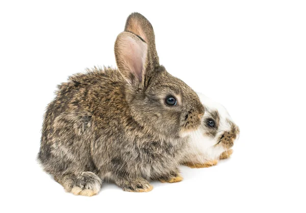 Kleine konijn — Stockfoto