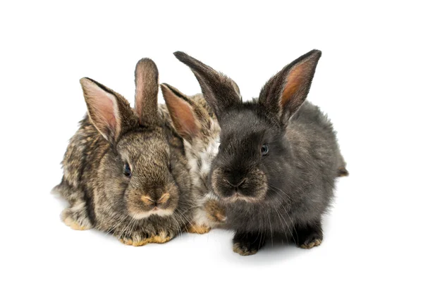 Pequenos coelhos — Fotografia de Stock