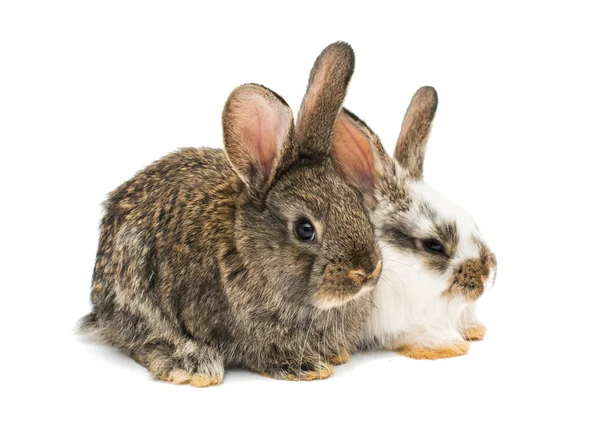 Pequeños conejos — Foto de Stock