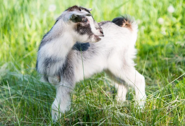 Goat grazing — Stock Photo, Image