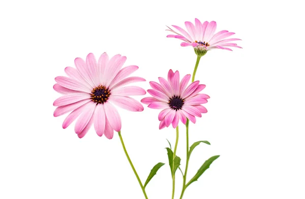 Osteospermum daisy vagy cape százszorszép virág virág — Stock Fotó
