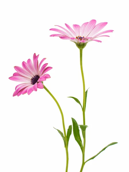 Osteospermum daisy of Kaap daisy bloem bloem — Stockfoto