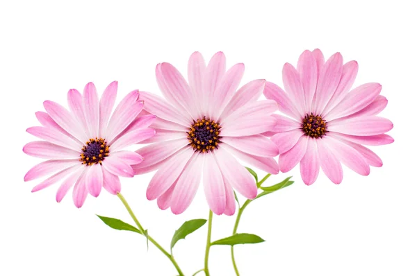 Osteospermum Daisy or Cape Daisy Flower Flower — Stock Photo, Image