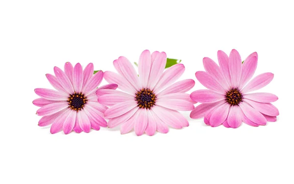 Osteospermum daisy vagy cape százszorszép virág virág — Stock Fotó