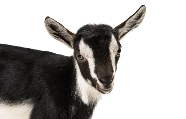 Little goat — Stock Photo, Image