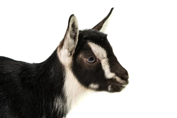 Little goat — Stock Photo, Image