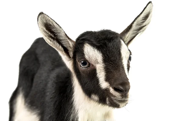 Little goat — Stock Photo, Image