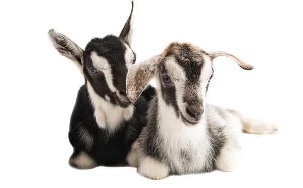 Little goats — Stock Photo, Image