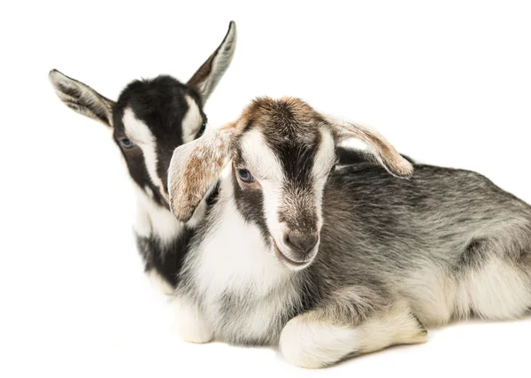 Little goats — Stock Photo, Image