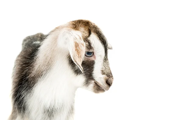 Küçük keçi — Stok fotoğraf
