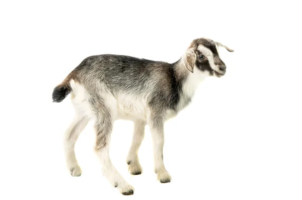 Little goat — Stock Photo, Image