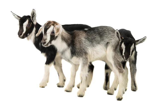 Little goats — Stock Photo, Image