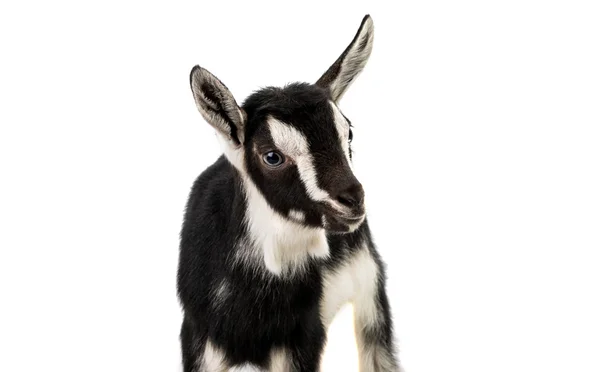 Little goat — Stock Photo, Image