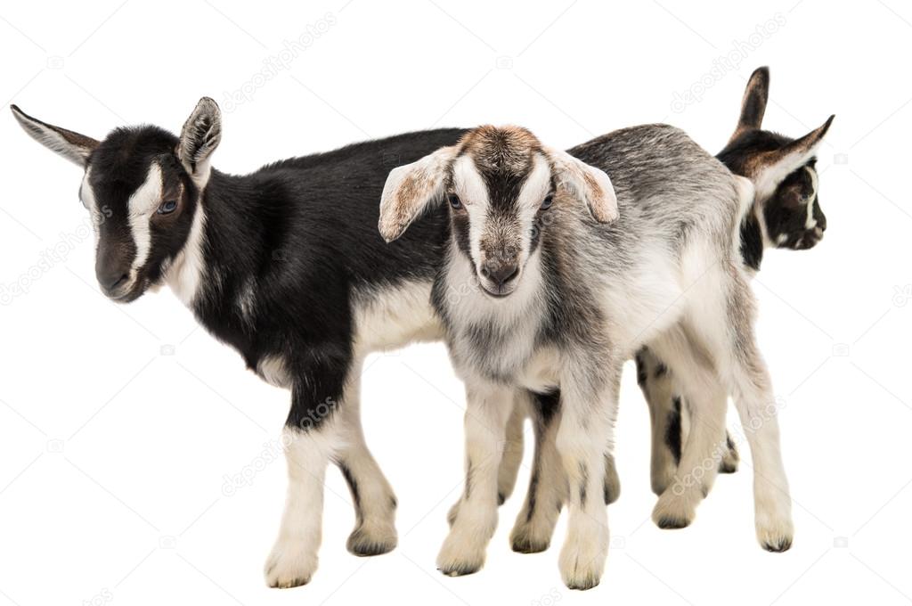 Little goats