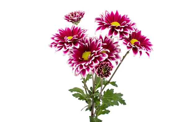 Chrysanthemum flowers — Stock Photo, Image