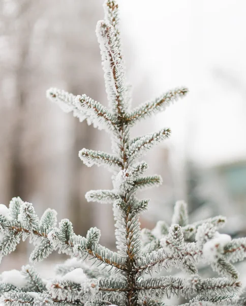 A coniferous tree in hoarfrost and snow — Stock Photo, Image